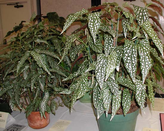 B. ‘Blizzard’